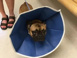Abscess on neck and not eating.