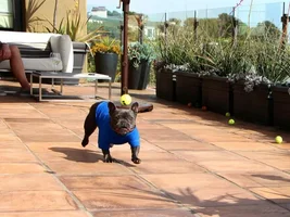 Stella has the moves!