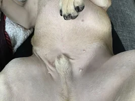 Cow pattern skin?