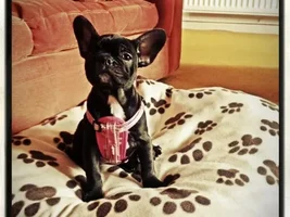 4 Paw Members, Please vote for March Frenchie of the Month!