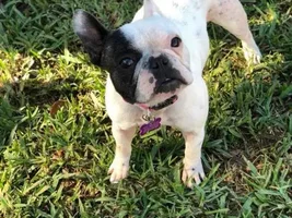 ~Tory~French Bulldog Available for Adoption in Texas