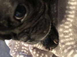 Puppy pimple?