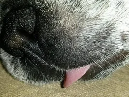 Snow nose?