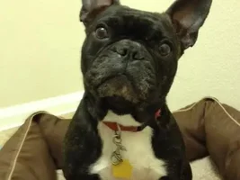 ~Gemma~French Bulldog Available for Adoption in Texas