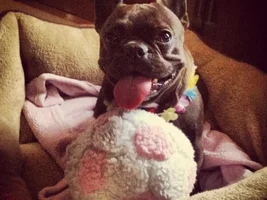 November 2013 Frenchie of the Month Contest ~ENTER HERE~