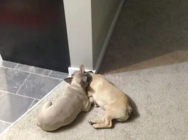 Lovebirds! Let's See Those Frenchie "Couples"