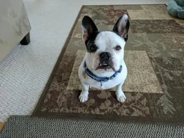 ~Atticus~French Bulldog Available for Adoption in Ohio