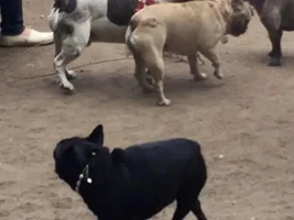 Sunday Funday Frenchie Day!