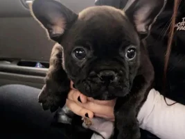 Coopers ride home from the airport.