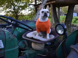 Vote for November 2013 Frenchie of the Month!!!