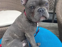 Sharp, my little Gremlin