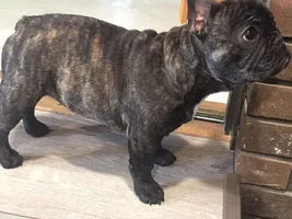 Show Quality French Bulldog??
