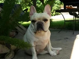 ~Sasha~French Bulldog Available for Adoption in Texas