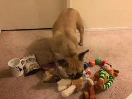 2015 Secret Santa Paws Sharing Thread