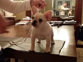 New puppy pics