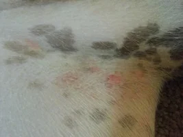 Peeling red circles on inner back leg