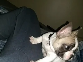 New to the frenchie game! Everyone, meet Doug! :)