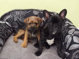 A couch for the pups...