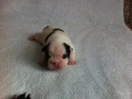 Muffin - sweet bulldog from Russia :)