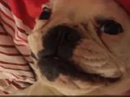 4 PAW MEMBERS!!!  Please vote for your favorite Happy Frenchies!