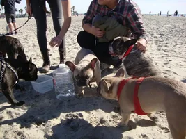 Frenchie Meet up group event this weekend Dec 1st