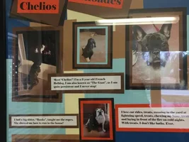 Cheli - Featured Pet at our vet office