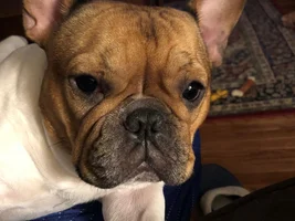 4 PAW MEMBERS!!!! Please vote for your favorite FRENCHIE FACES!