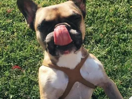 4 PAW MEMBERS!!!  Please vote for your favorite Frenchie Faces!