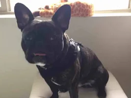 This dog is too much...