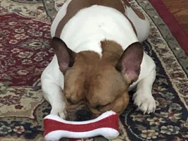 4 PAW MEMBERS!!!   Please VOTE for your favorite Frenchie-TINES!!!