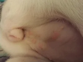 Tiny brownish spots near vulva?