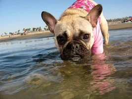 Bisou's Birthday Beach Trip