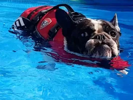 ~ENTER HERE~ July Frenchie of the Month Contest "Summertime Frenchies"