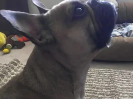 Give me cooookiieesss!!!