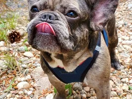 ENTER HERE!!  September 2020 Frenchie of the Month  "Totally Tongue Tied!"
