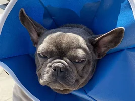 Just a little mad post neuter