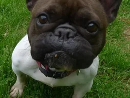 ~Miss Rou~French Bulldog Available for Adoption in