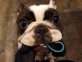 4 PAW MEMBERS!!!  Please vote for your favorite Happy Frenchies!