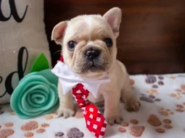 PLEASE VOTE for AL DRESSED UP Frenchie of the Month!