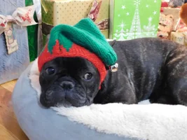 4 PAW MEMBERS!!!  Please vote for your Holly Jolly Frenchies