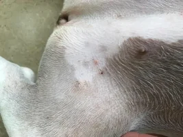 Our girl's skin looks blotchy/patchy and she is scratching a lot