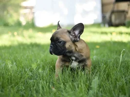 New Frenchie Parents!  Meet Leo - and a potty training question...