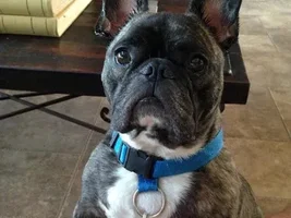 ~Humphrey~French Bulldog Available for Adoption in Texas