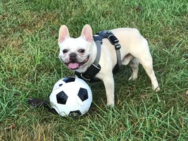 4 PAW MEMBERS!!!  Please VOTE for your favorite Smiling Frenchies!