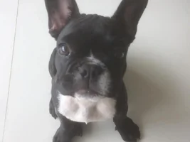 Ear taping