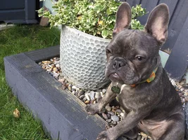 Hi all, I’ve adopted a six month old Frenchie called Bonnie