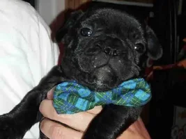 Adding a new Frenchie to the family