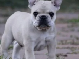 Hello French Bulldog Lovers