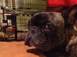 4 Paw Members, Please vote for April Frenchie of the Month!