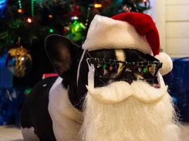 Frenchie Christmas Photos